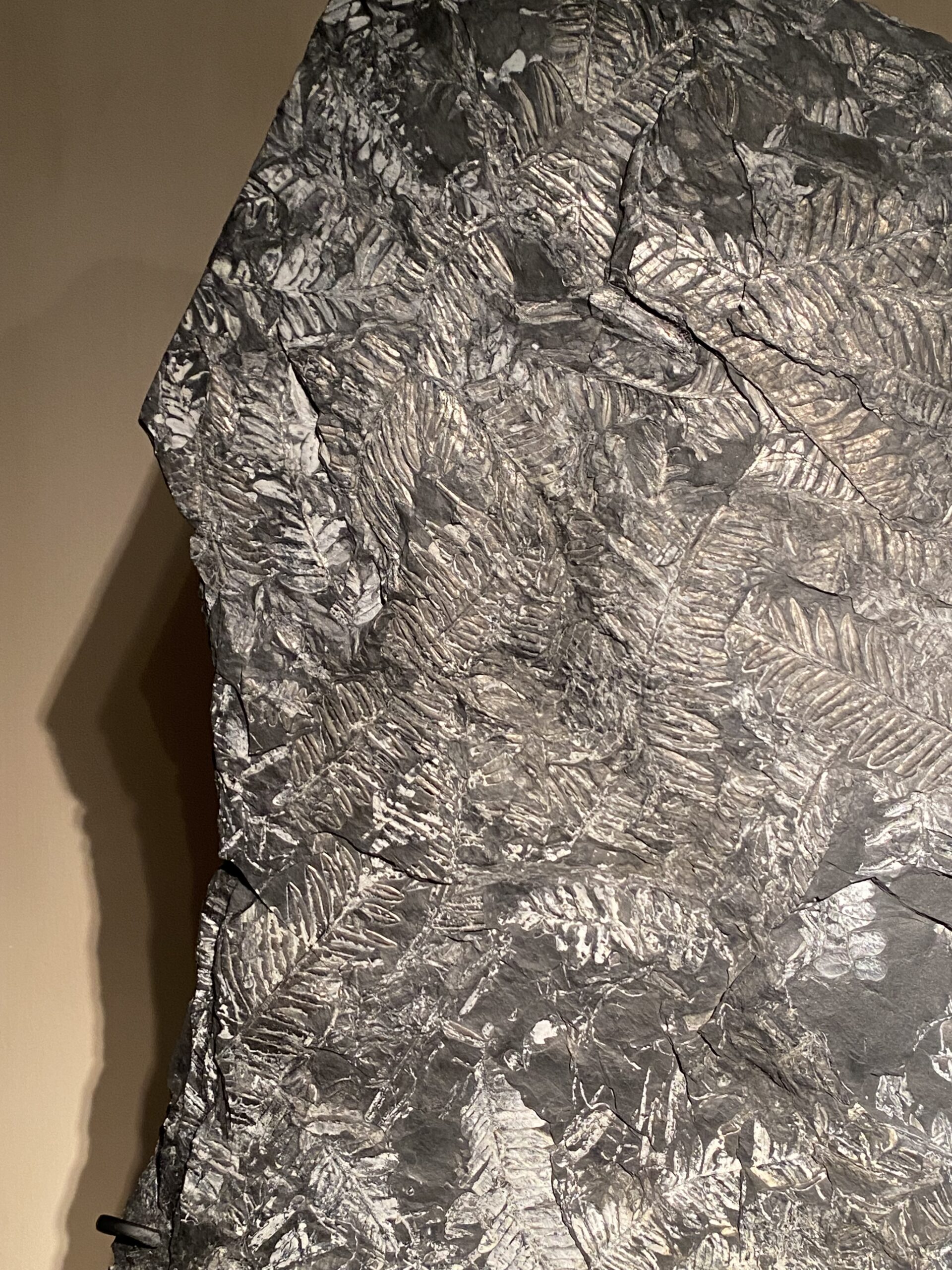 Large fossil fern plate