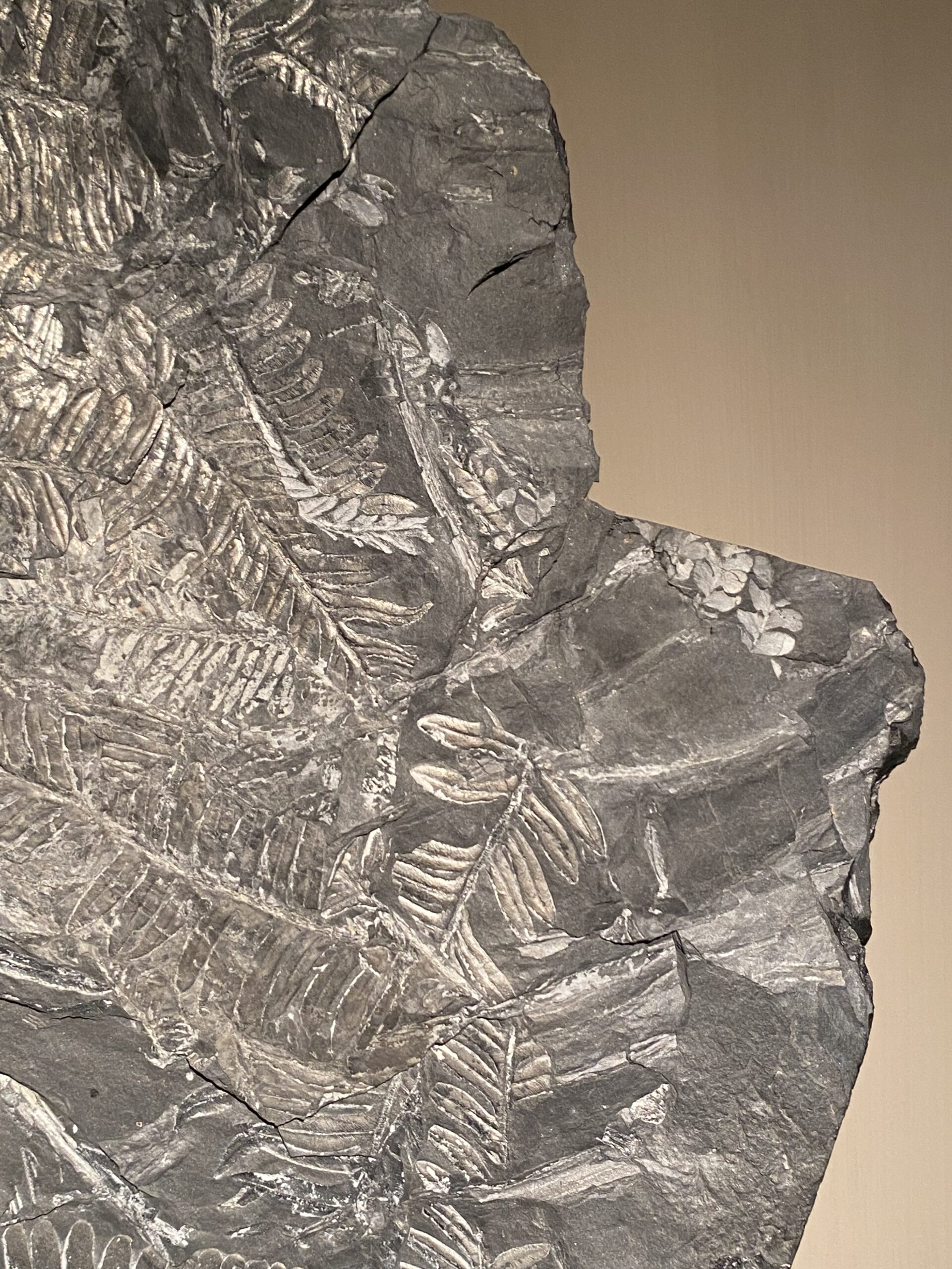 Large fossil fern plate