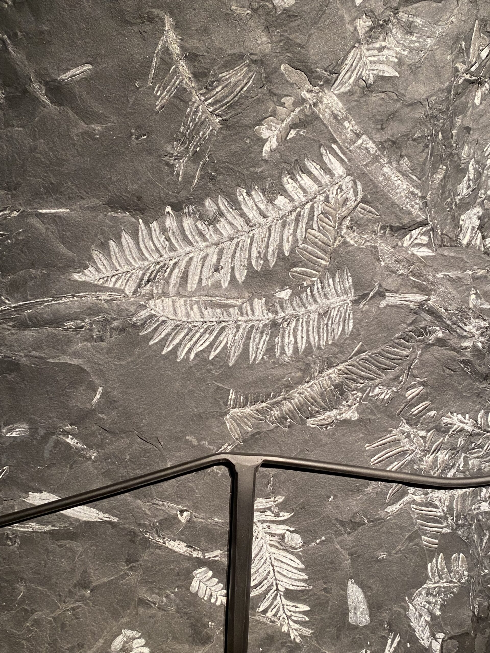 Large fossil fern plate
